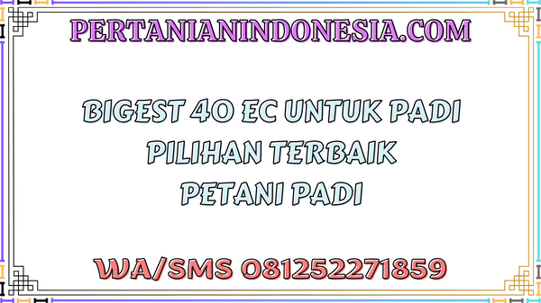 Bigest 40 EC Untuk Padi Pilihan Terbaik Petani Padi